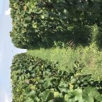 Harvest 2018 Champagne 1