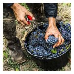 Harvest 2018 Champagne 10
