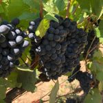 Harvest 2018 Champagne 4