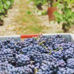 Harvest 2018 Champagne 5
