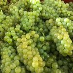 Harvest 2018 Champagne 6
