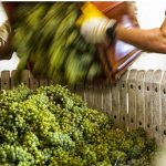 Harvest 2018 Champagne 9