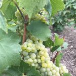 Harvest 2018 Champagne