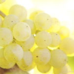 OPiA Celebrate Champagne
