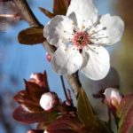 flori_de_prun