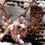 ice wine