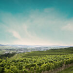 podgorie4