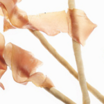 rose-0004-600×280